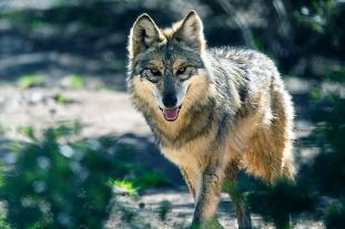 wolves-colorado-MAIN.jpg